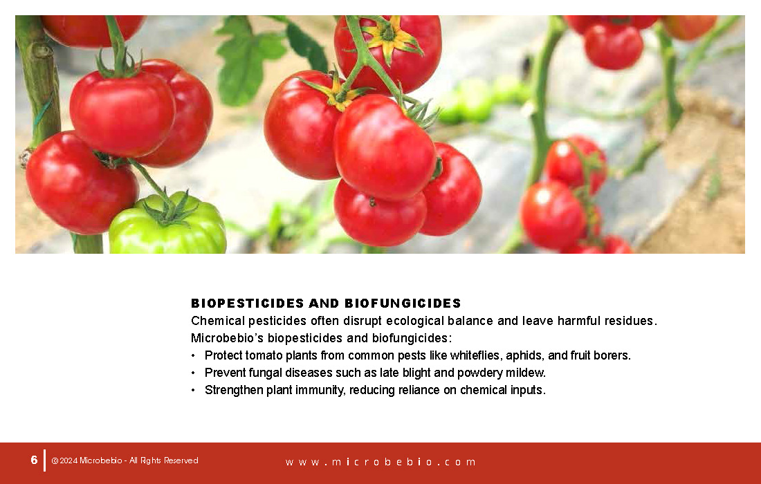 Transforming Vietnam Tomato Industry with 100 Organic Solutions _Page_06