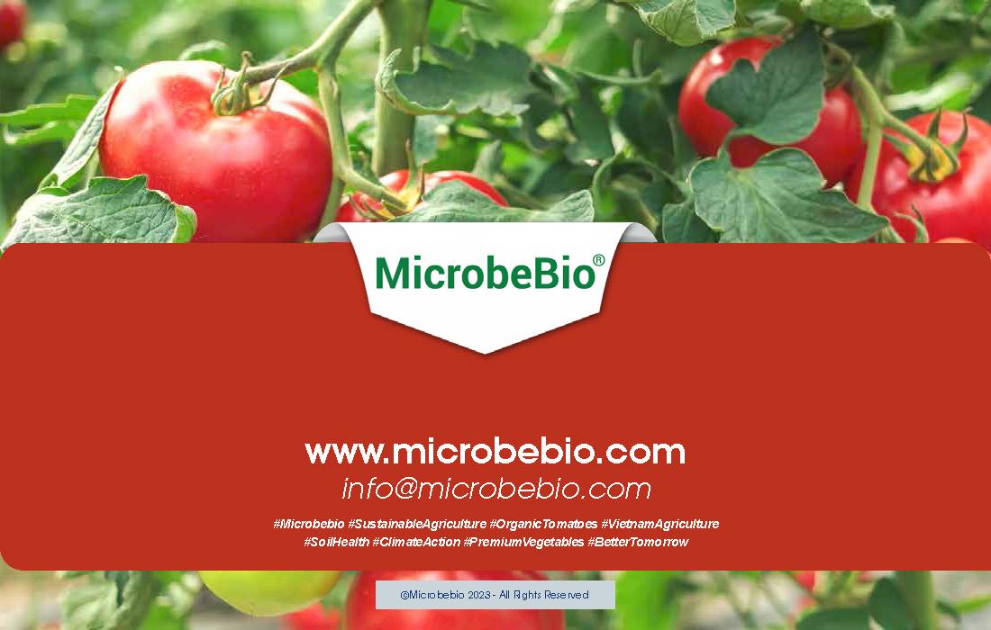 Transforming Vietnam Tomato Industry with 100 Organic Solutions _Page_11