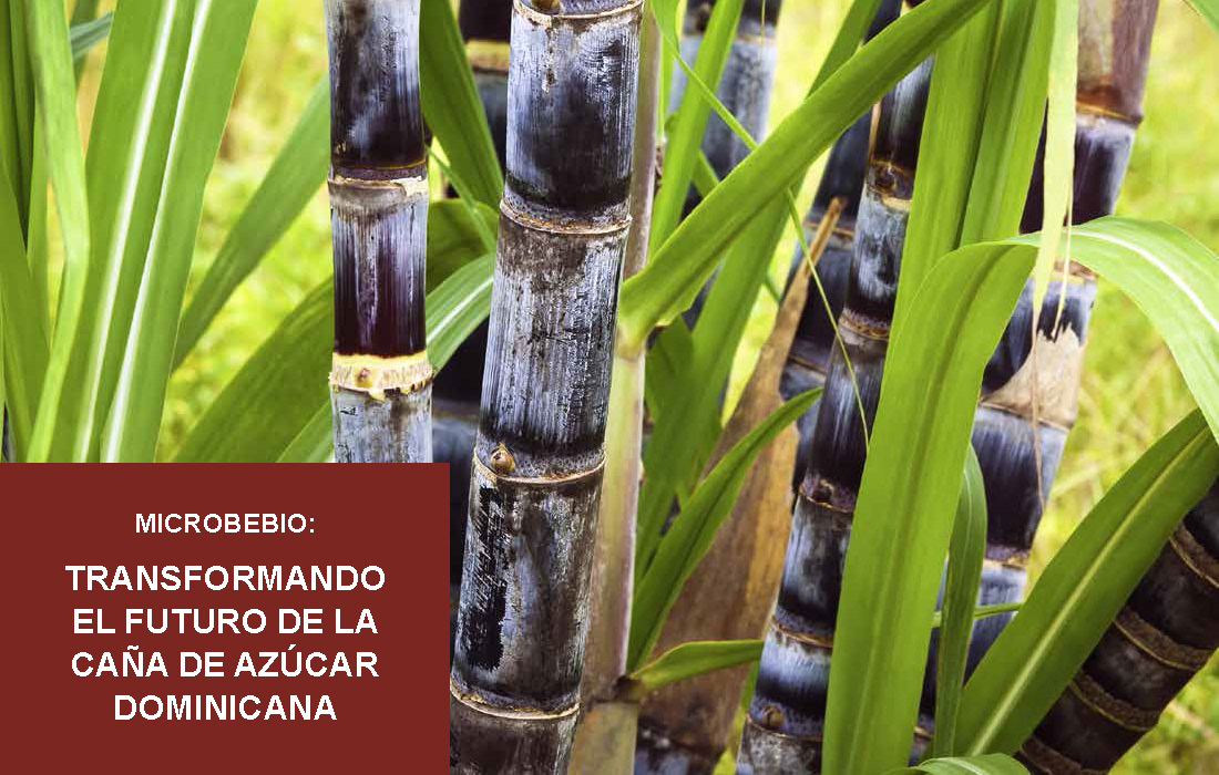 Transforming the Future of Dominican Sugarcane_Page_02
