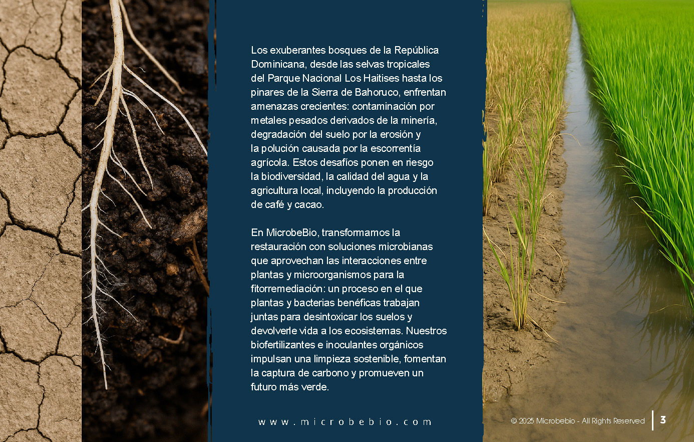 Reviving the Dominican Republic- Forests with MicrobeBio-Sustainable Soil Solutions for Heavy Metal Cleanup and Bioremediation_Page_03