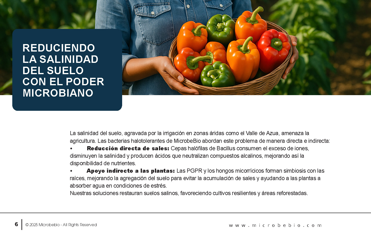 Reviving the Dominican Republic- Forests with MicrobeBio-Sustainable Soil Solutions for Heavy Metal Cleanup and Bioremediation_Page_06