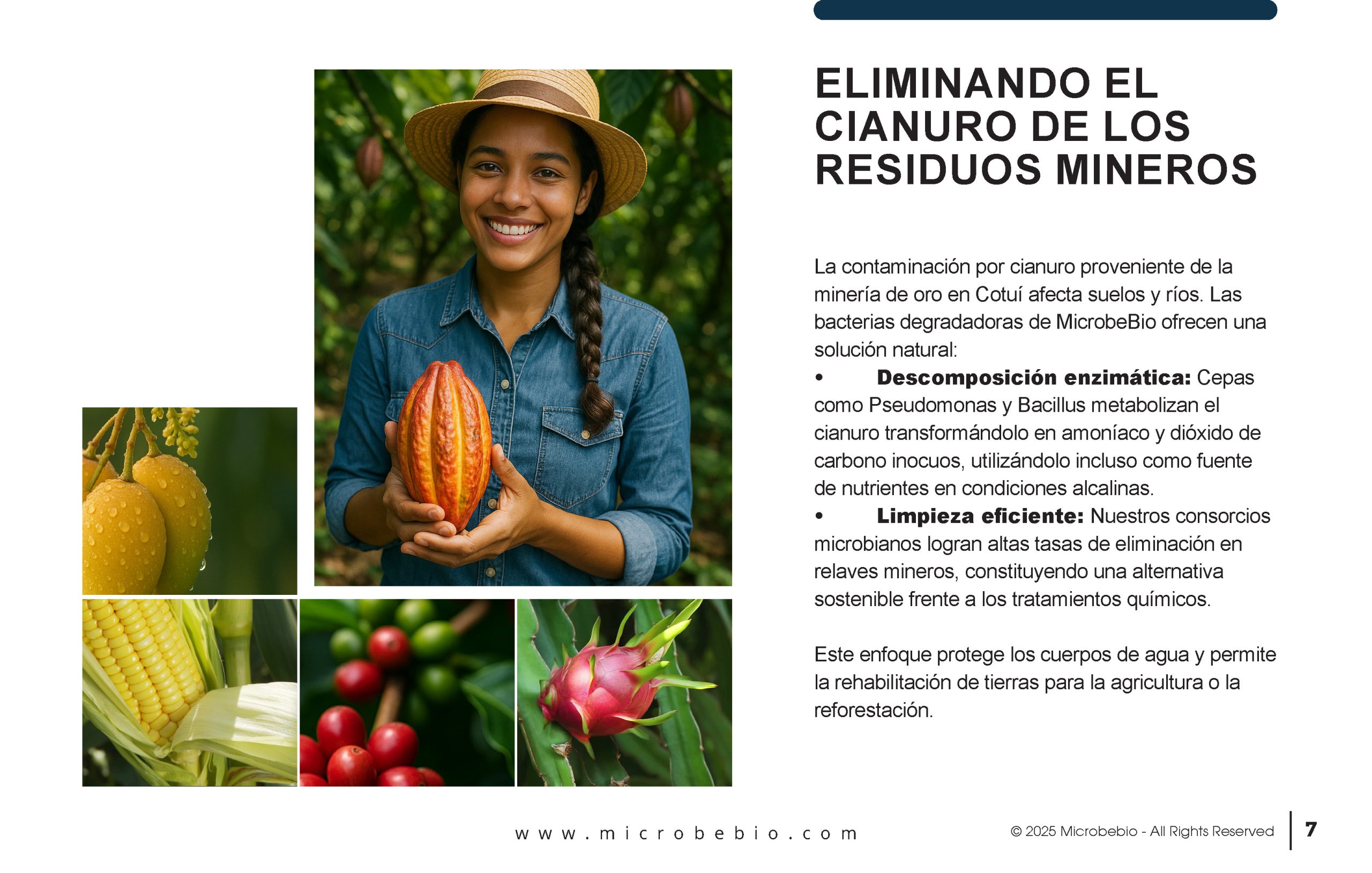 Reviving the Dominican Republic- Forests with MicrobeBio-Sustainable Soil Solutions for Heavy Metal Cleanup and Bioremediation_Page_07