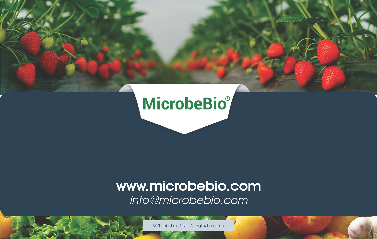 Reviving the Dominican Republic- Forests with MicrobeBio-Sustainable Soil Solutions for Heavy Metal Cleanup and Bioremediation_Page_12