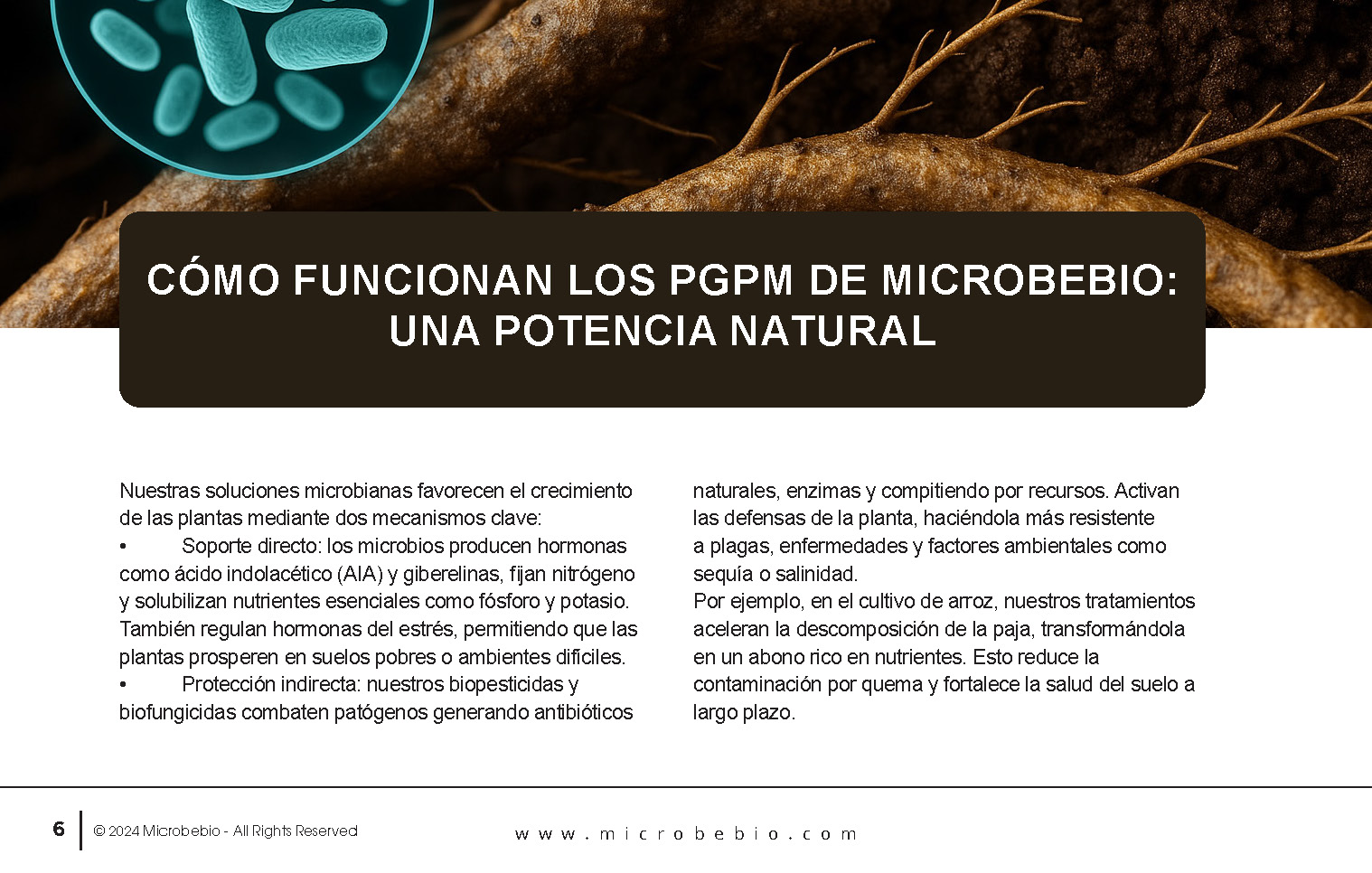 Unlocking the Future of Farming-How MicrobeBio-Microbial Solutions Drive Sustainable Agriculture_Page_06