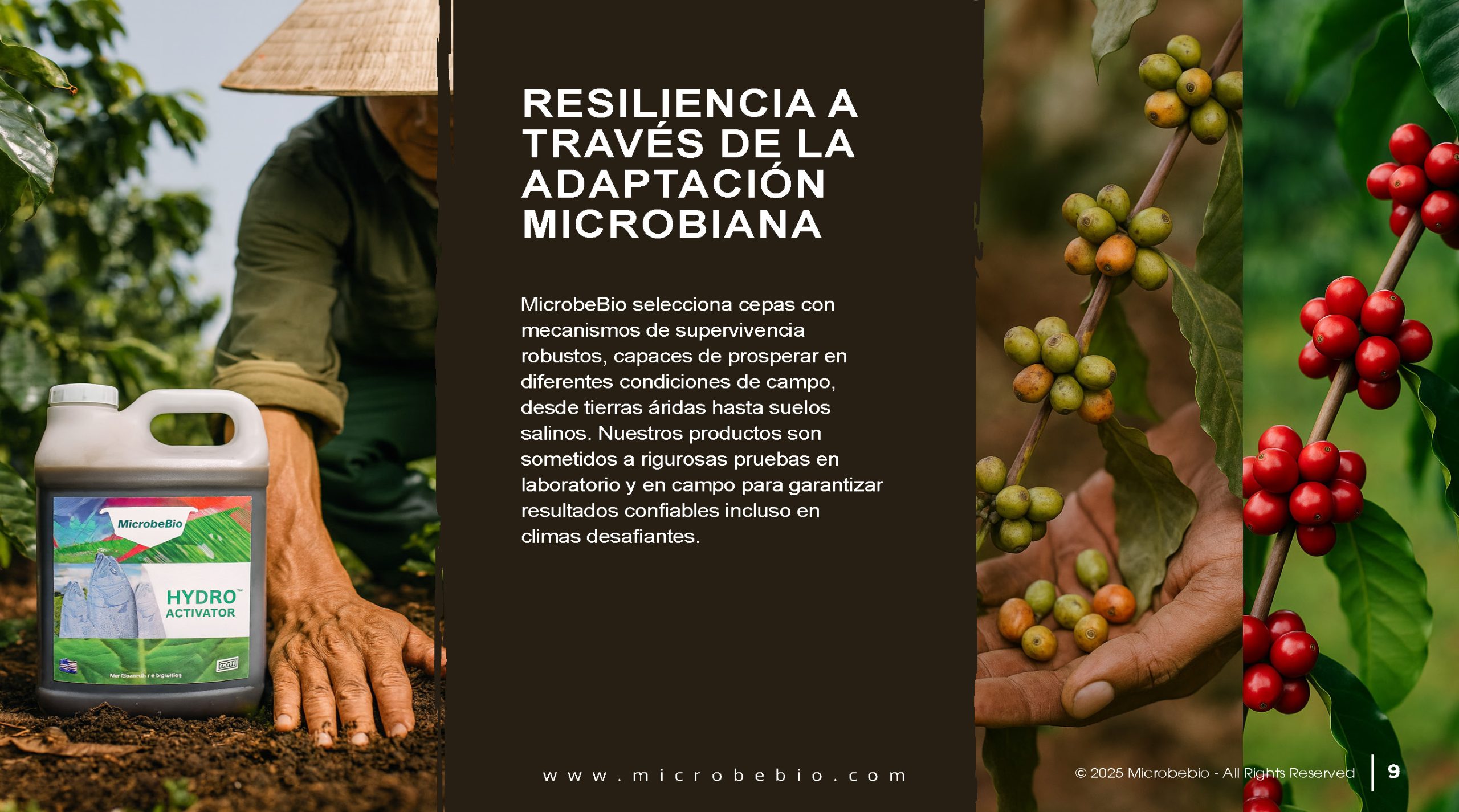 Unlocking the Future of Farming-How MicrobeBio-Microbial Solutions Drive Sustainable Agriculture_Page_09